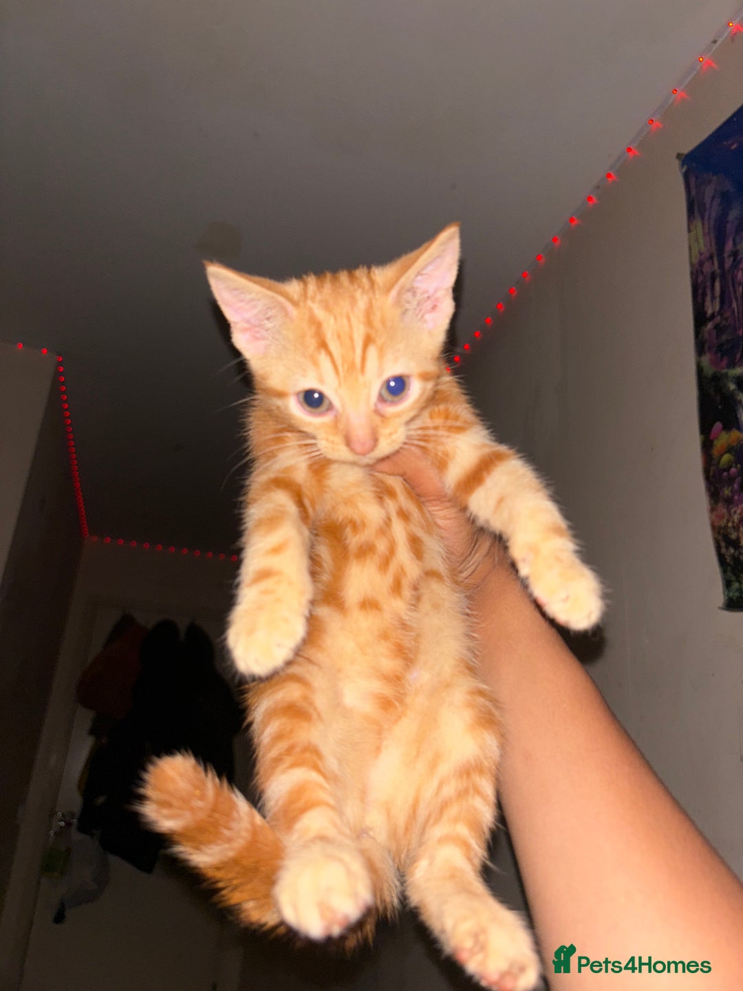 Domestic Shorthair cats for sale: Kittens Available  - Image 5