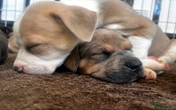 Mixed Breed dogs for sale: Absolutely beautiful litter of 11 pups  - Image 5