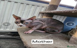 Sphynx cats for sale: 5 month old blue tabby sphynx kitten - Advert 12