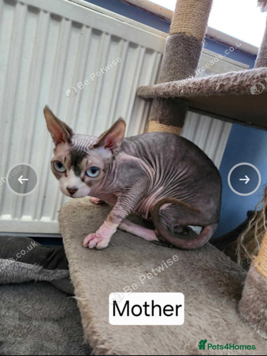 Sphynx cats for sale: 5 month old blue tabby sphynx kitten - Advert 12