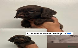 Cocker Spaniel dogs for sale: Toy cocker spaniel  - Image 4
