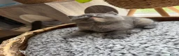 British Shorthair cats for sale: Beautiful British Shorthair Kittens  in Ilford - Advert 21