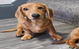 Miniature Dachshund dogs for sale: Miniture dachshund puppys  in Turriff - Image 4