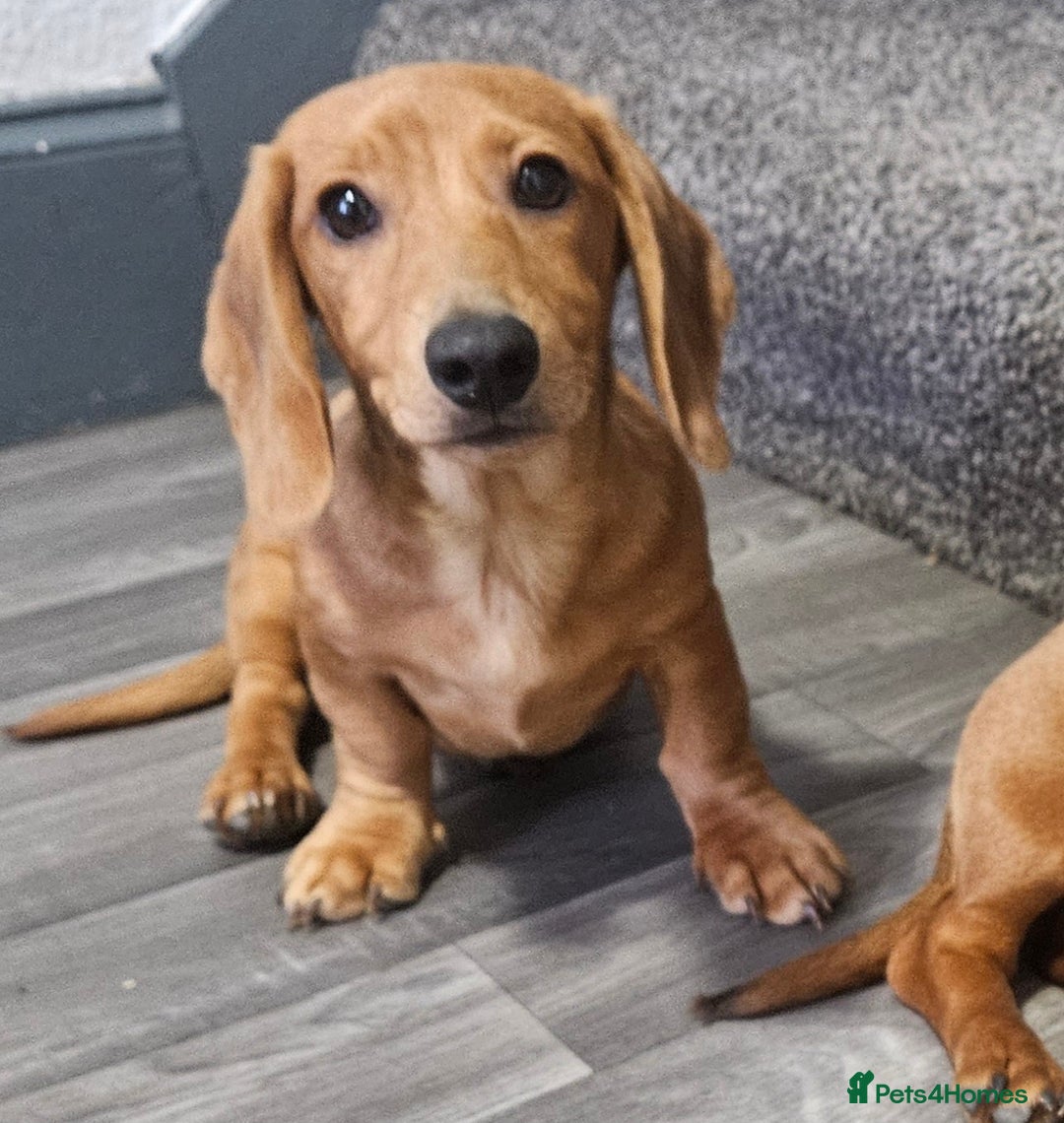 Miniature Dachshund dogs for sale: Miniture dachshund puppys  in Turriff - Image 4