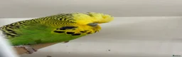 Budgerigars birds for sale: English budgies - Advert 3