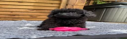 Cockapoo dogs for sale: Tiny Toy F1B Cockapoos. FULLY VAX’D! LAST 2 BOYS!! - Advert 31