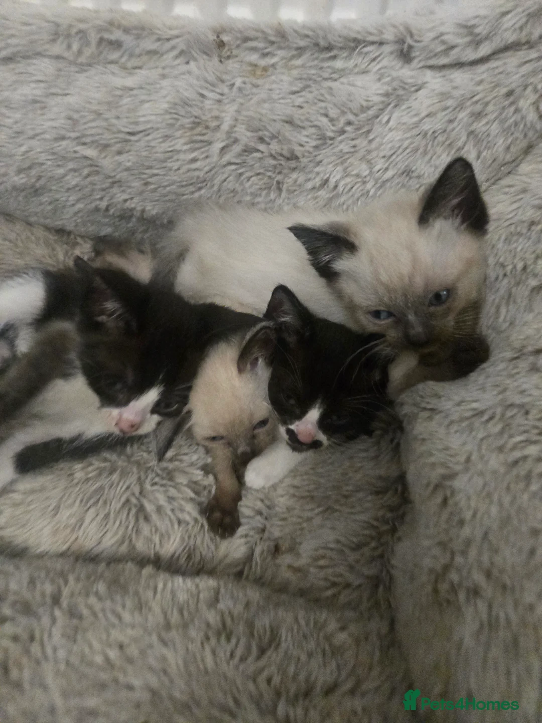 Siamese cats for sale: Beautiful siamese boys and girls  - Advert 18