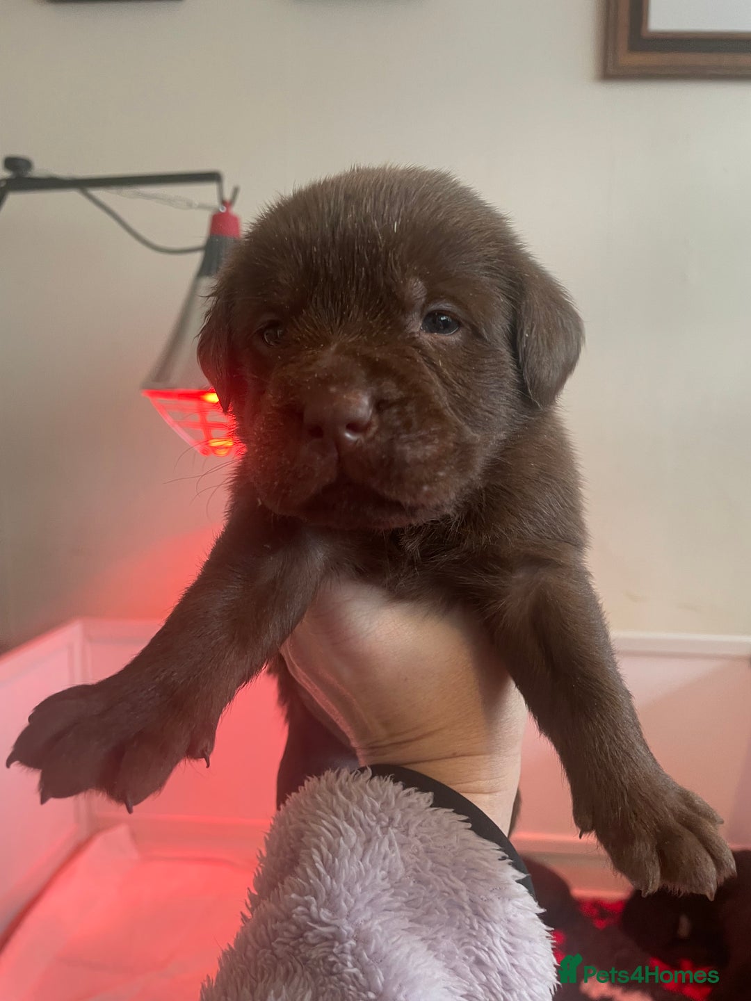 Labrador Retriever dogs for sale: KC registered Labrador pups - Advert 6