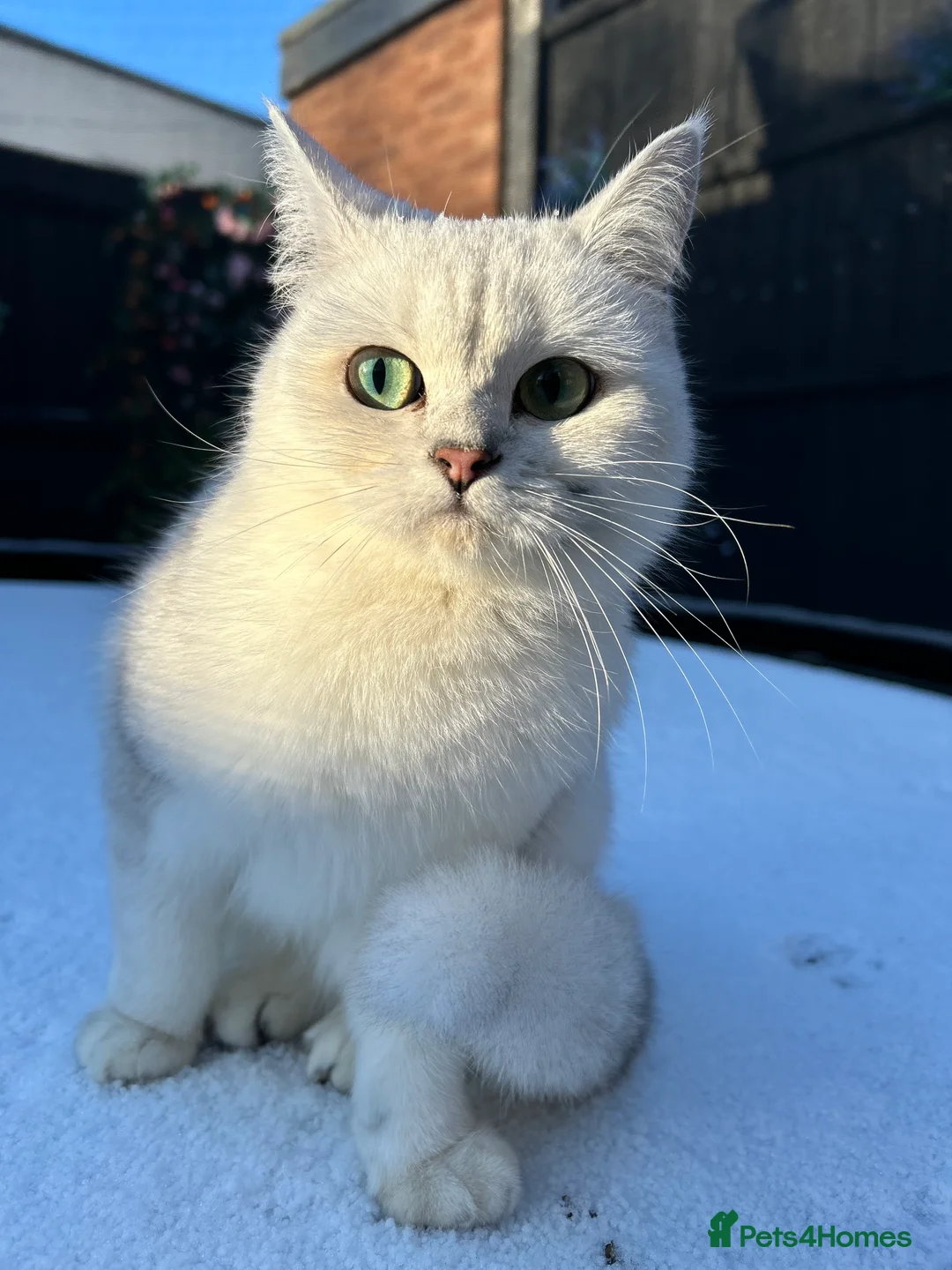 British Shorthair cats for sale: Champion Line GCCF Reg. Chinchilla British SHair - Advert 3