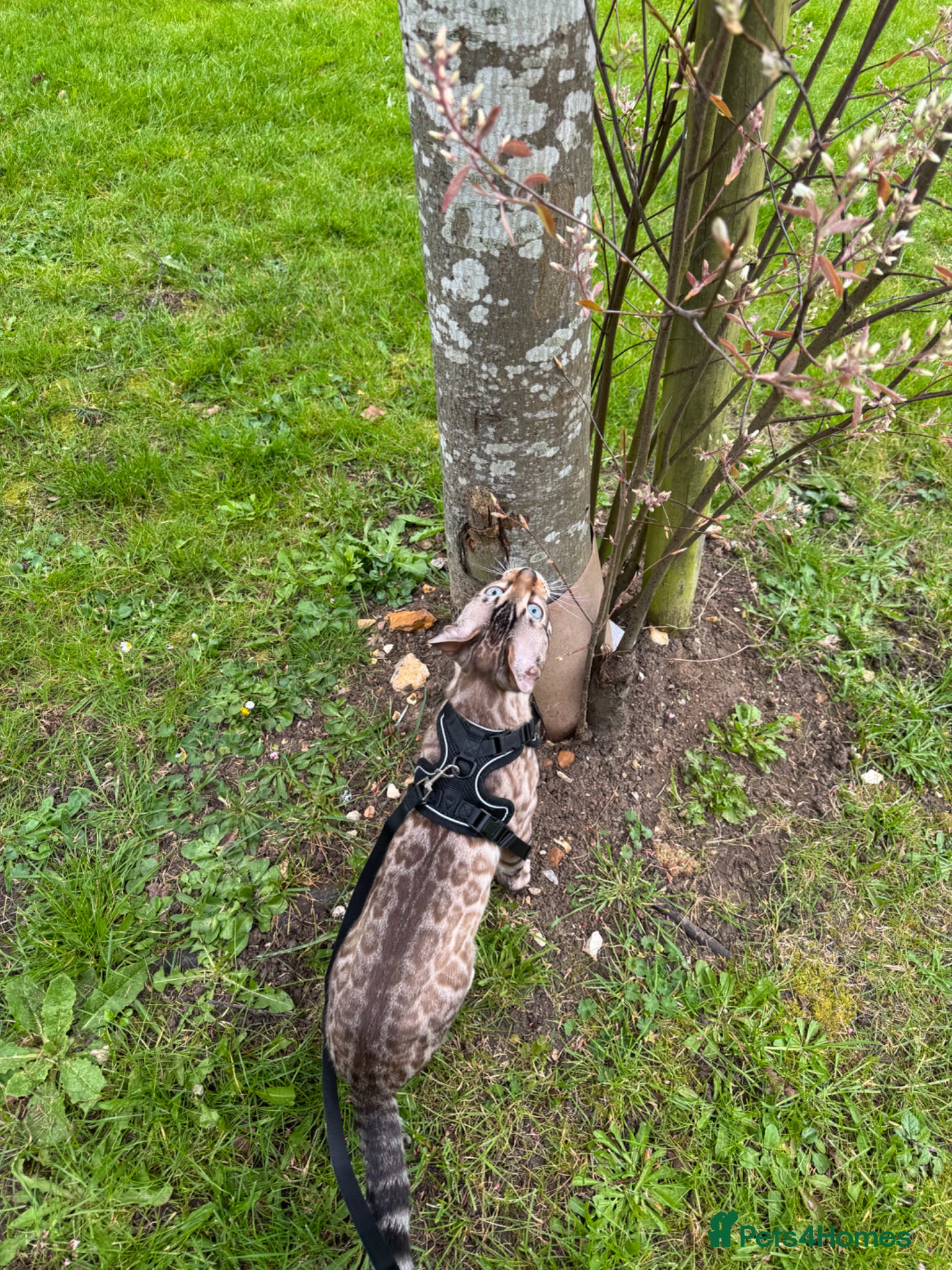 Bengal cats Snow Lynx Bengal Male kitten - Advert 14