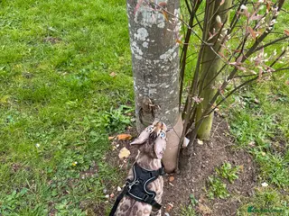 Bengal cats Snow Lynx Bengal Male kitten - Advert 14