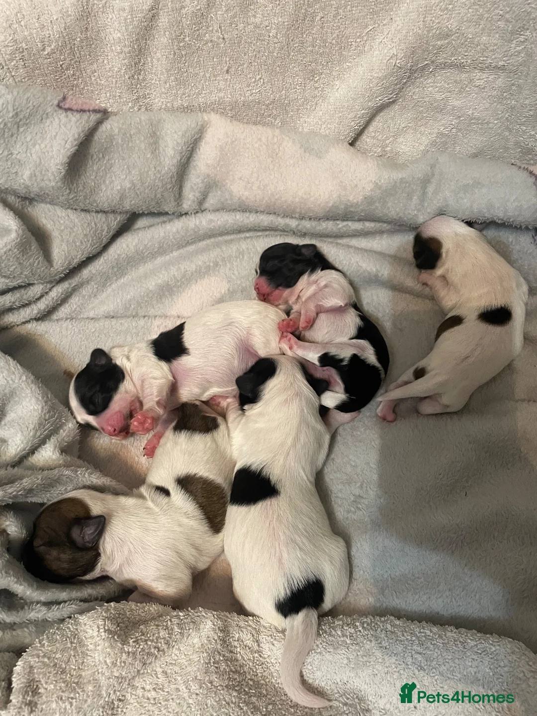 Malshi dogs for sale: Malshi puppies for sale - Advert 14