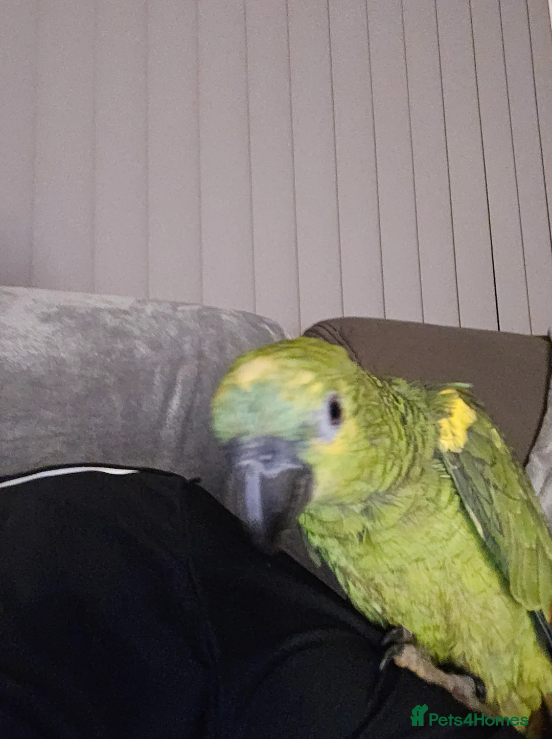 Parrots birds for sale: Blue fronted amazon  - Advert 2