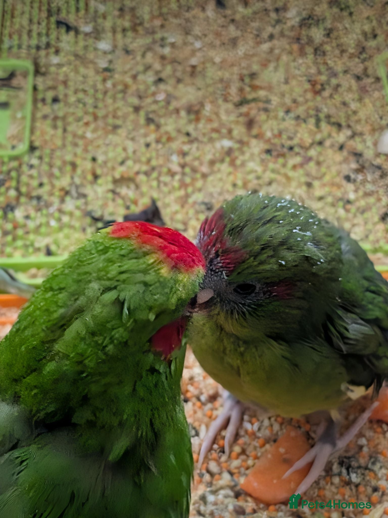Parrots birds Baby kakarikis  - Advert 1