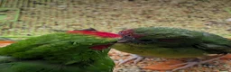 Parrots birds for sale: Baby kakarikis  - Advert 1