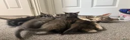 Mixed Breed cats for sale: Kittens  in Haverhill - Advert 3