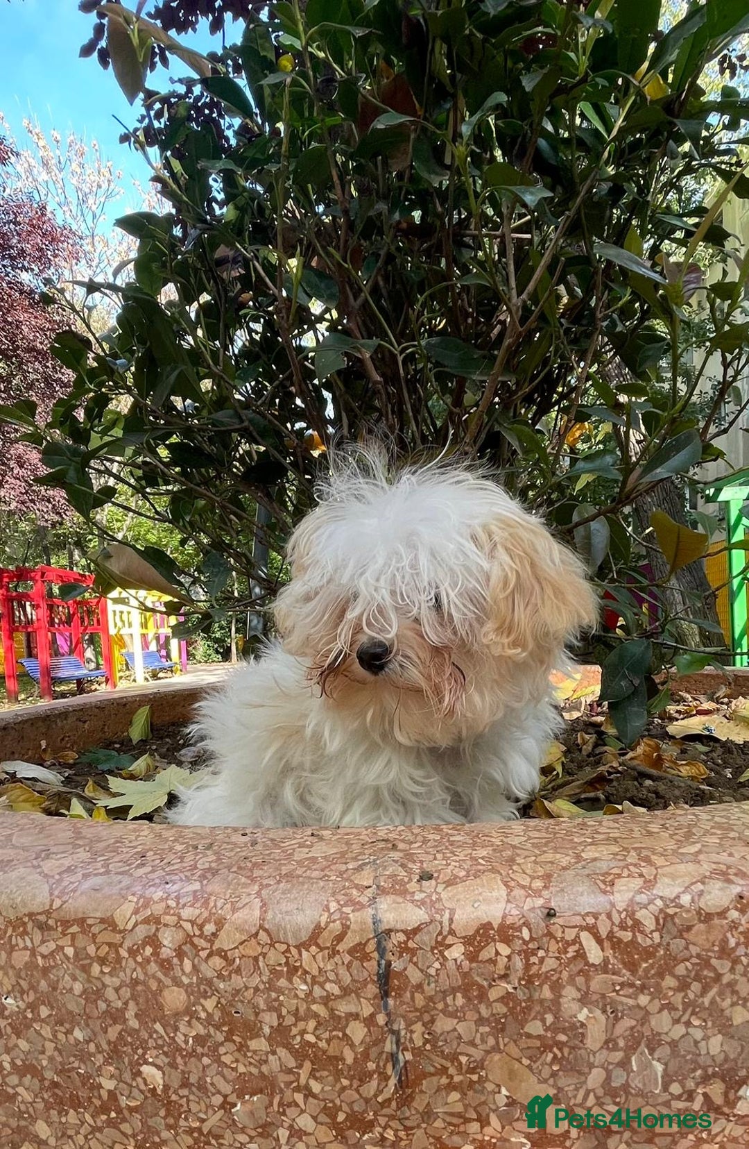 Maltipoo dogs for sale: Beautiful Korean Maltipoo Puppies–3 Girls &2 Boys  - Advert 28