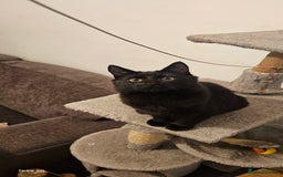 Mixed Breed cats for sale: 2 gorgeous black long haired girls - Image 3