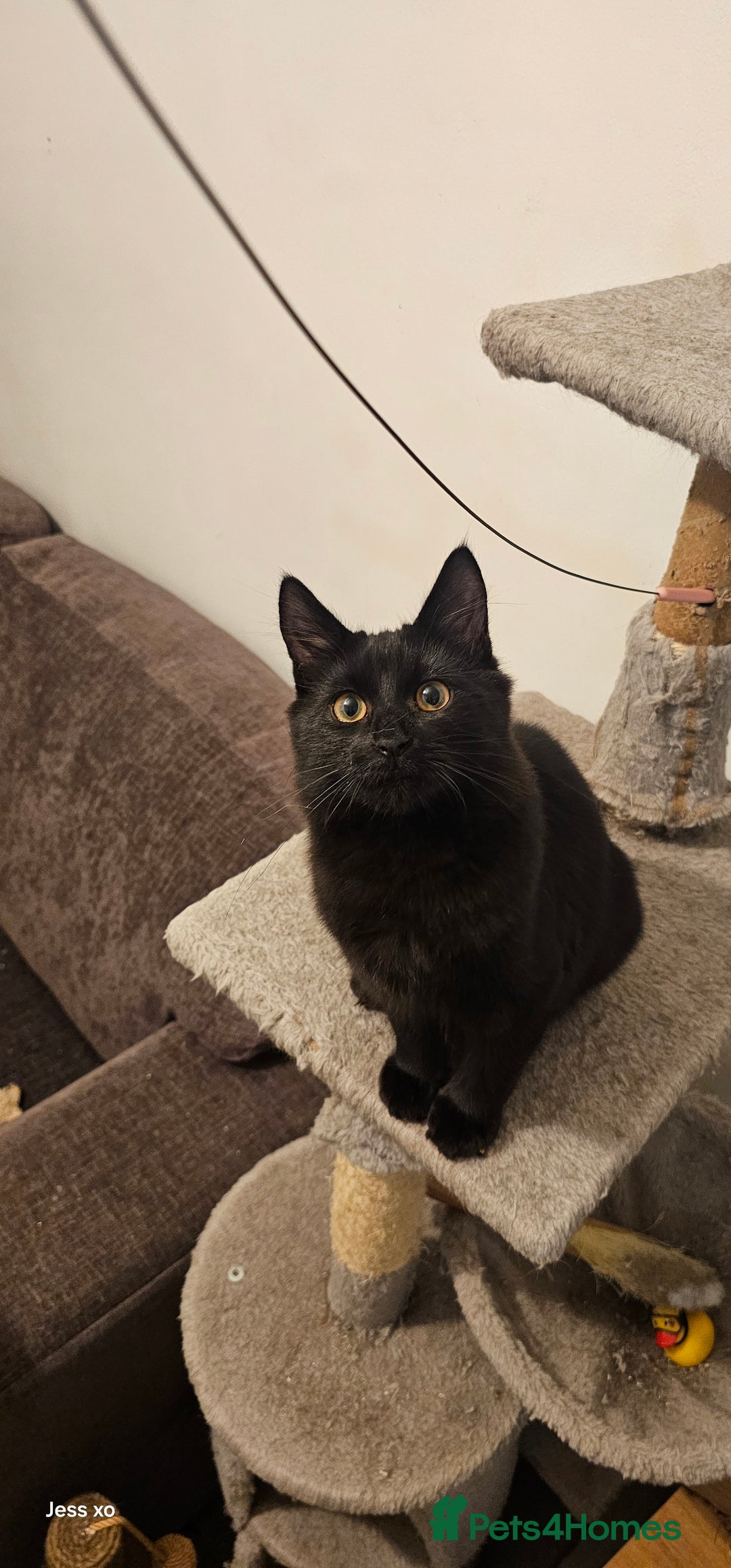 Mixed Breed cats for sale: 2 gorgeous black long haired girls - Image 3