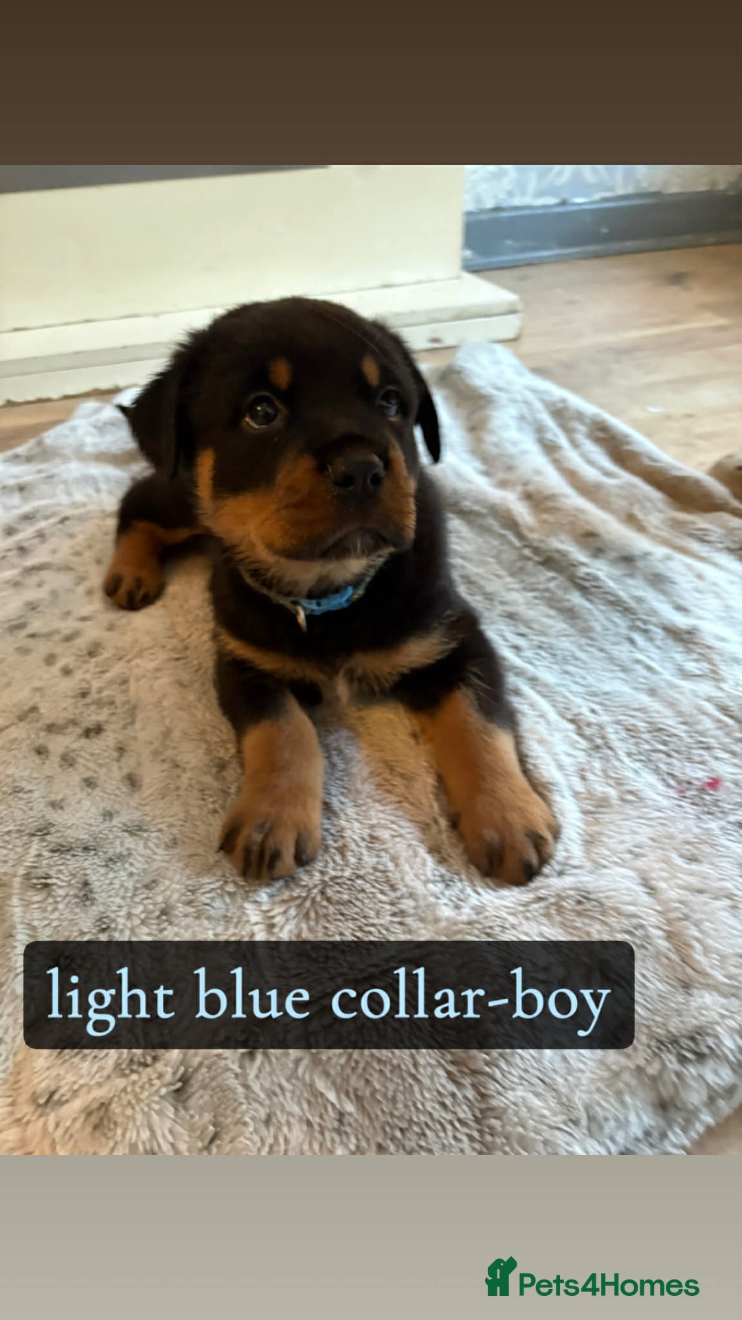 Rottweiler dogs for sale: Rottweiler Puppies  - Advert 5