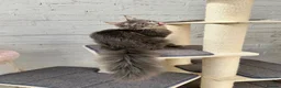 Maine Coon cats for sale: TICA Registered Pedigree Blue Silver Maine Coon - Advert 12
