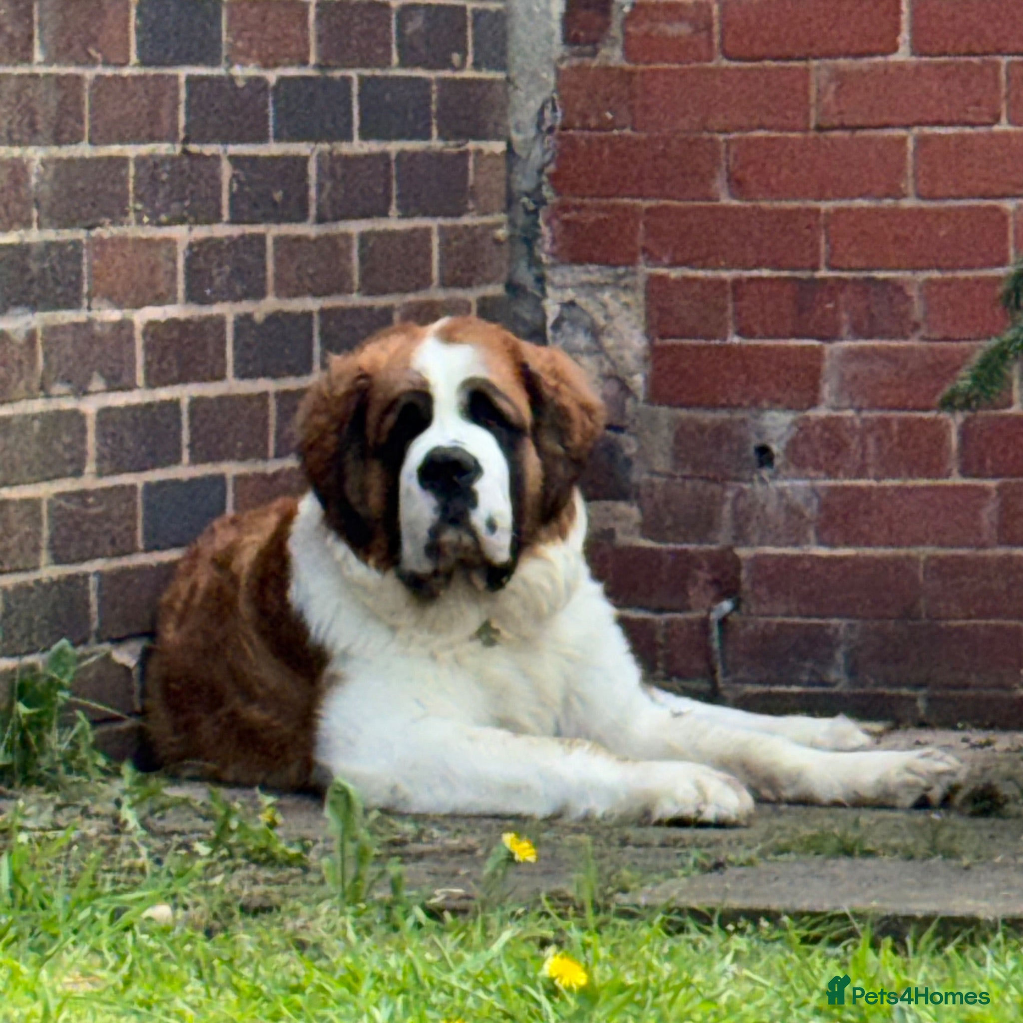 Saint Bernard dogs 10 month old Saint Bernard  - Advert 8