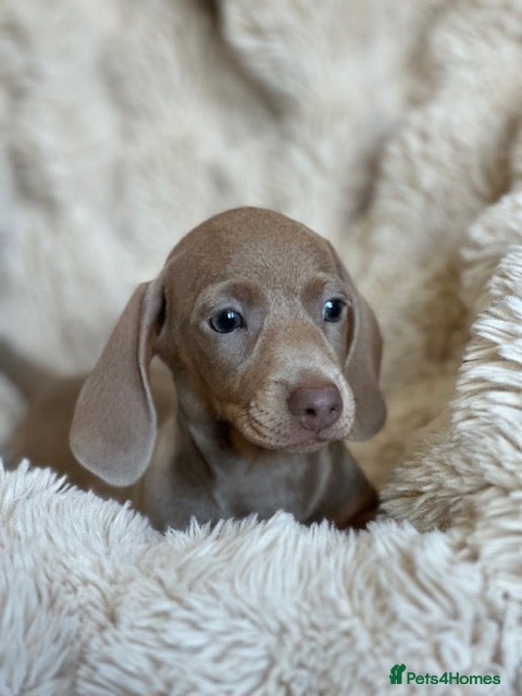 Miniature Dachshund dogs LAST MALE ISABELLA miniature dachshunds  - Advert 6