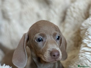 Miniature Dachshund dogs Stunning ISABELLA miniature dachshunds - Advert 5