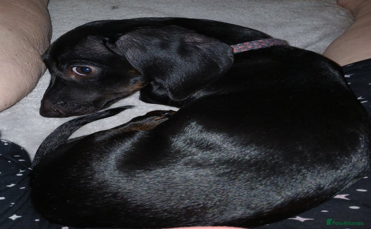 Dachshund dogs - Advert 2