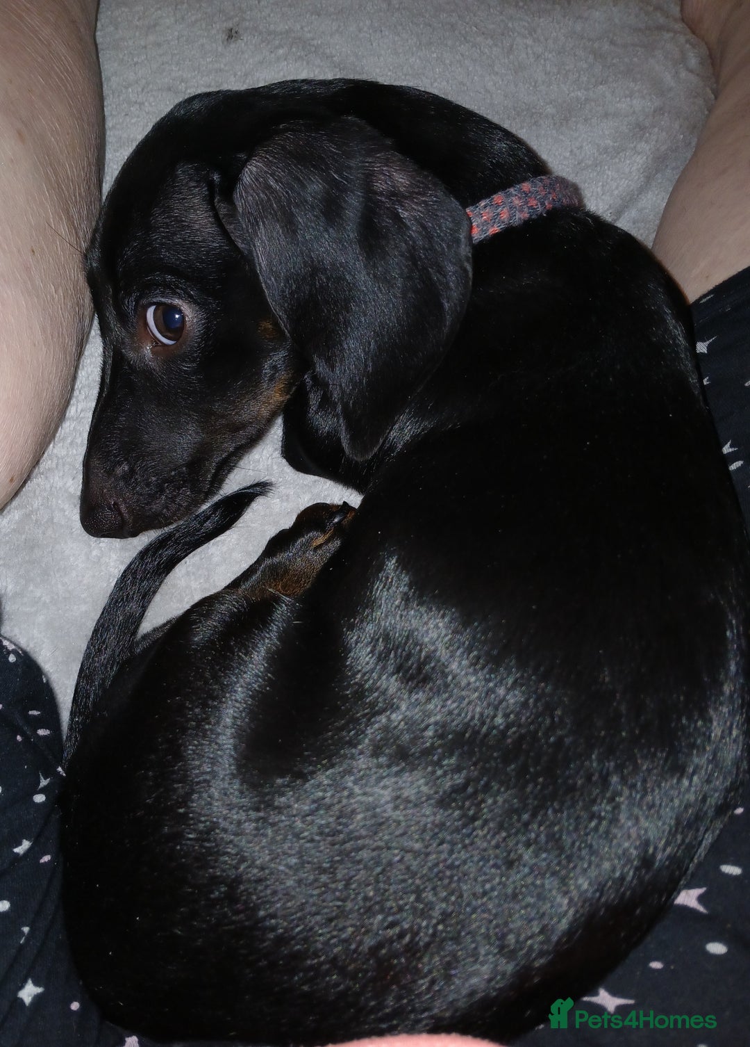 Dachshund dogs for sale: Frankie - Image 1