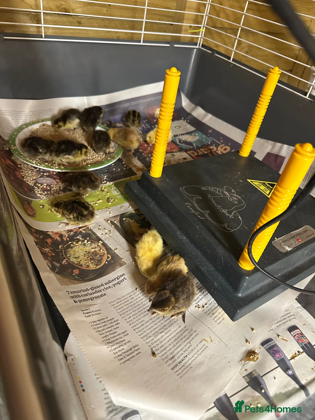 Quail poultry for sale: 30 mixed quail for sale. - Advert 2