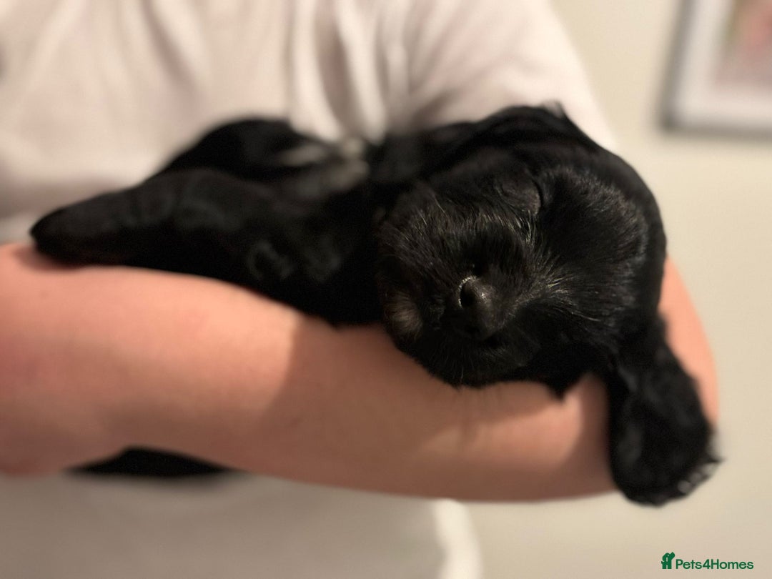 Cockapoo dogs for sale: Cockapoo X Coker spaniel  - Advert 5