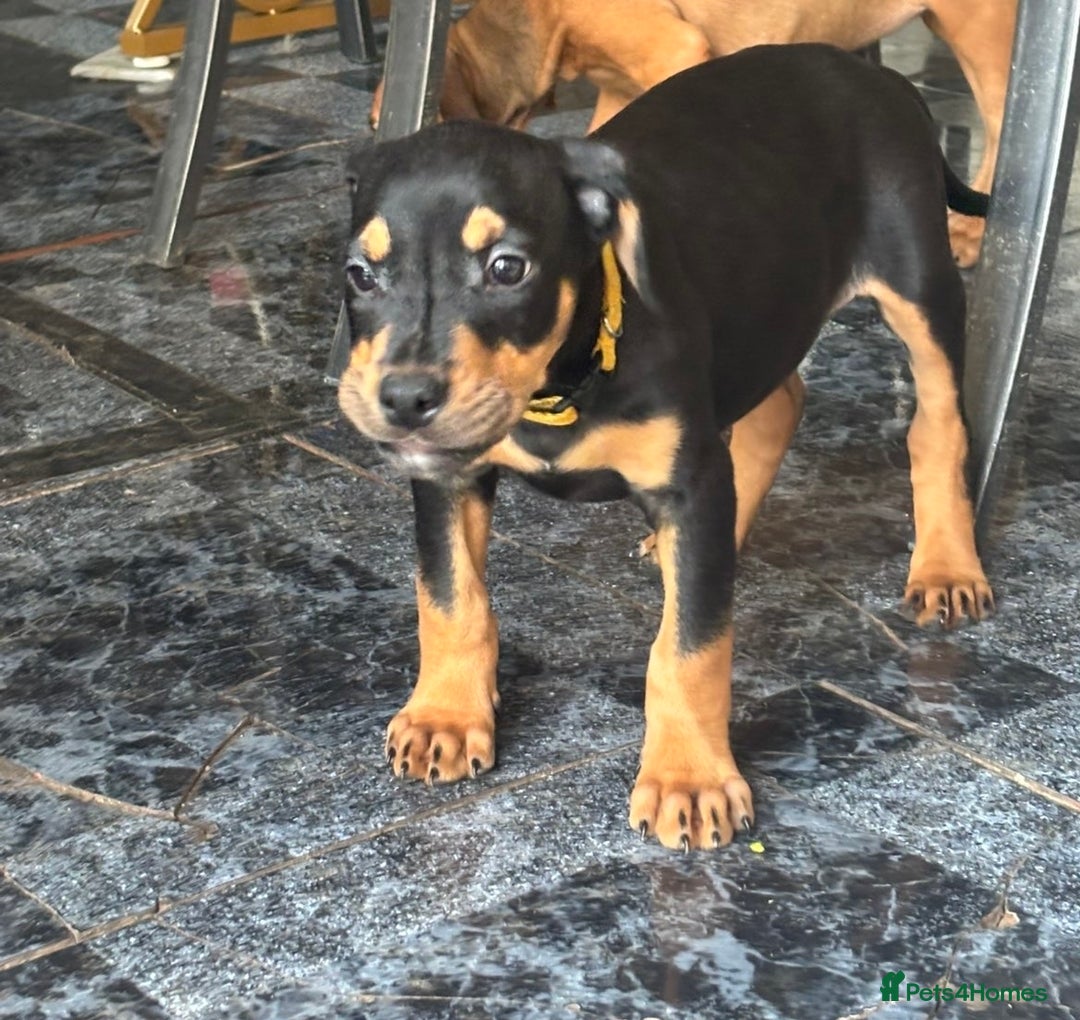 Mixed Breed dogs for sale: Puppy’s available  - Advert 20