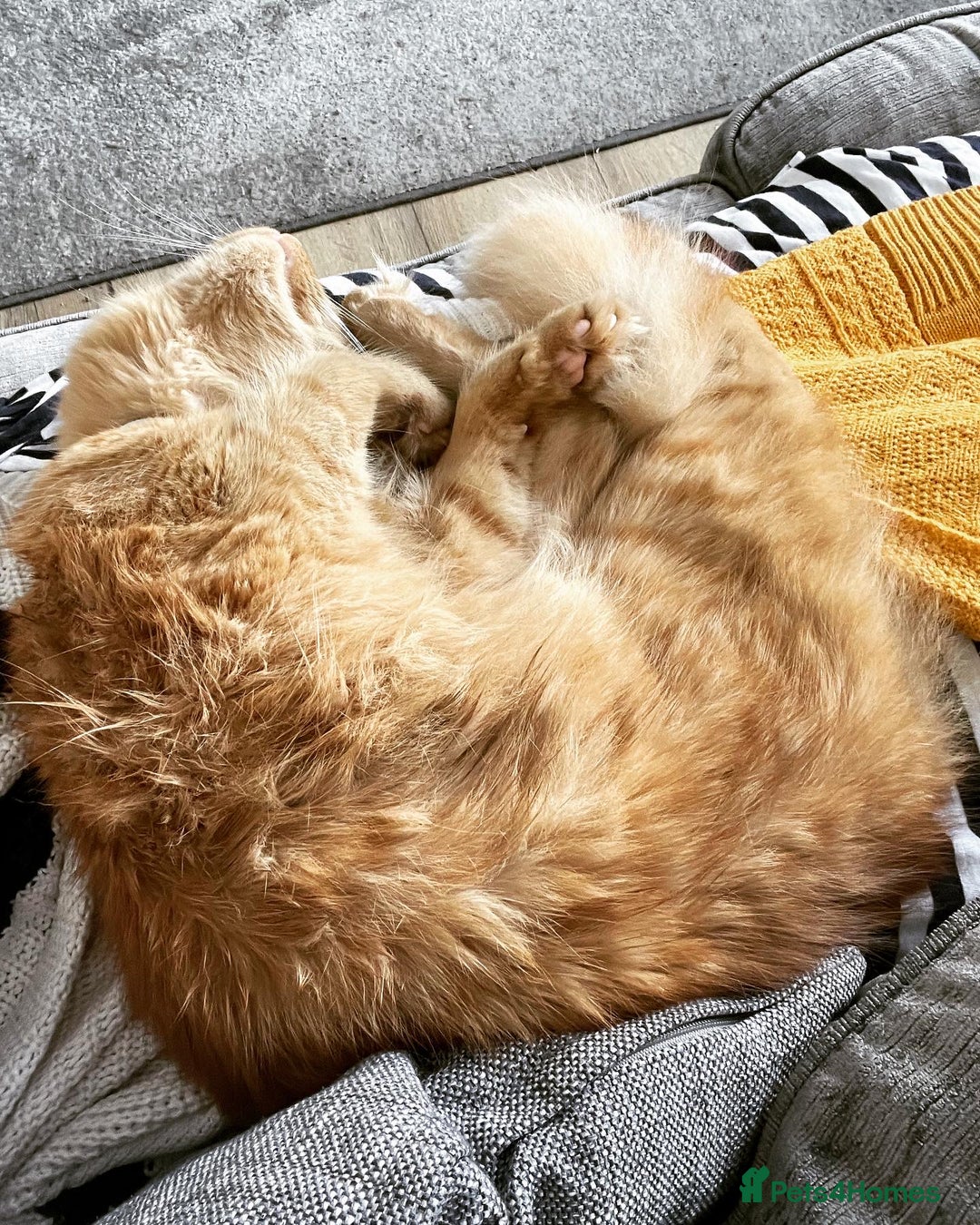 British Longhair cats for sale: Beautiful female ginger cat looking for home - Image 5