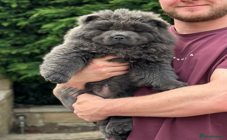 Chow Chow dogs - Advert 3