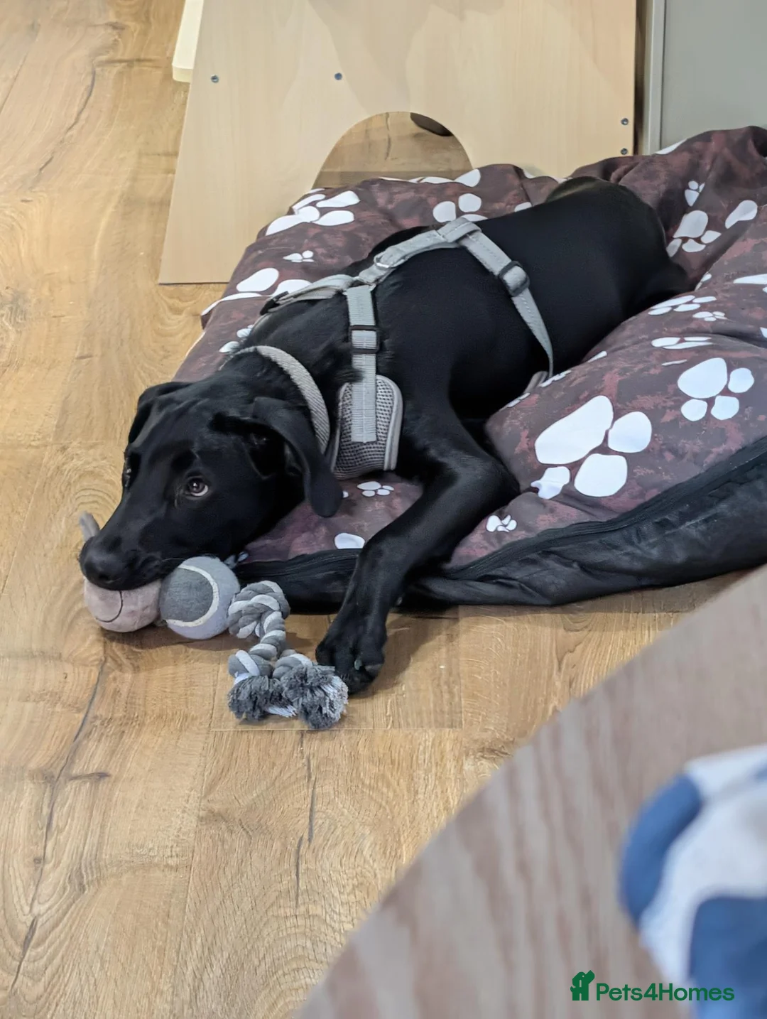 Mixed Breed dogs for sale: Beautiful Labrador/Dalmatian boy in Hull - Advert 9