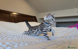 Bengal cats for sale: 🤍🩶🖤 Beautiful Bengal Kittens 🖤🩶🤍 - Image 22