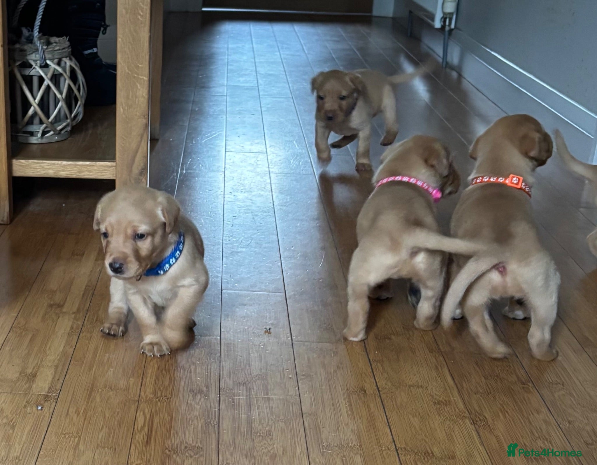 Labrador Retriever dogs KC registered Fox Red Labrador Puppies - Advert 2