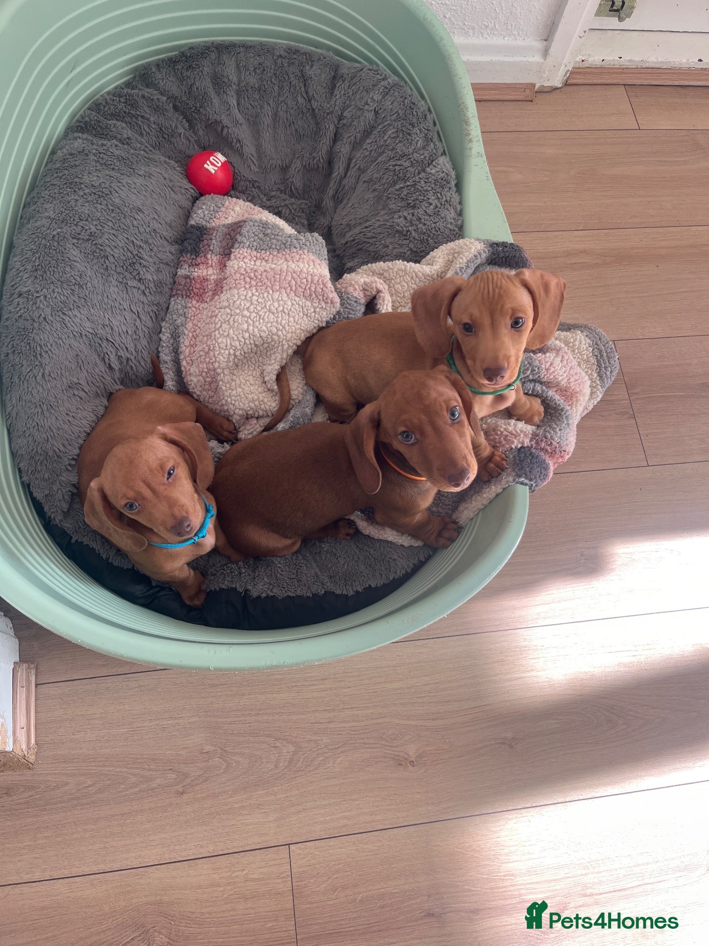 Dachshund dogs Ready to leave! Beautiful blue eyed miniatures - Advert 1
