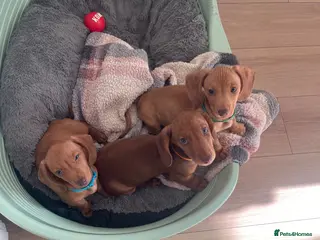 Dachshund dogs Ready to leave! Beautiful blue eyed miniatures - Advert 1