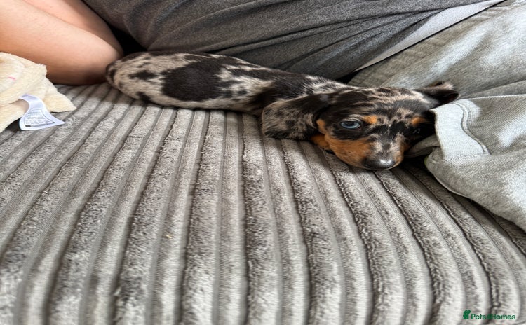 Dachshund dogs - Advert 5