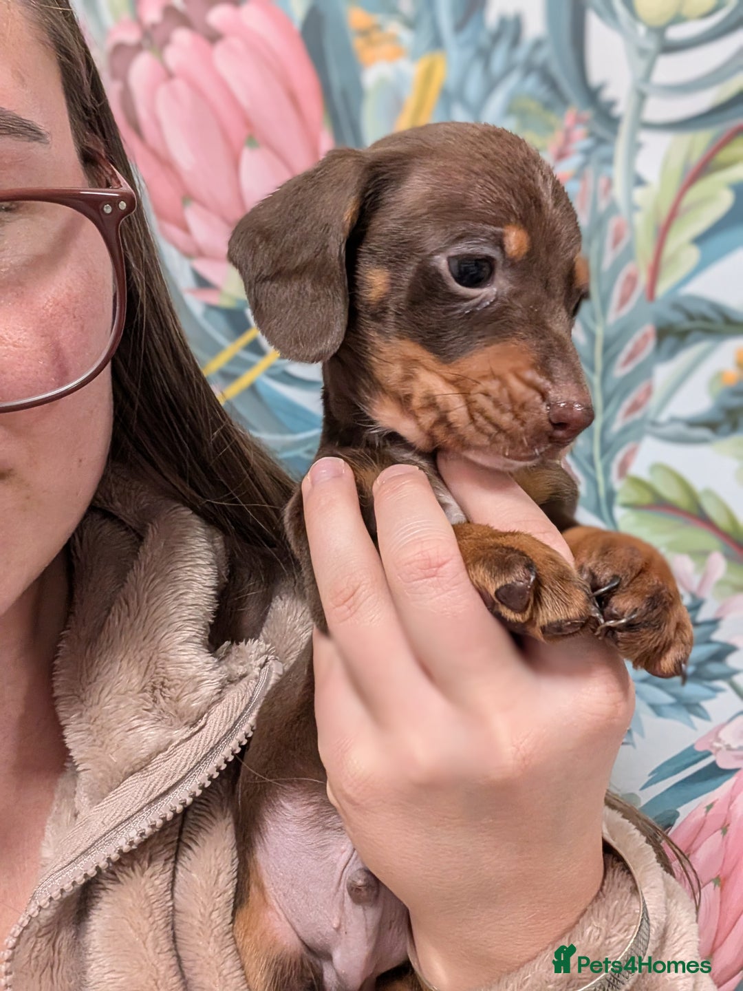 Miniature Dachshund dogs for sale: Tiny Miniature Dachshunds!! DNA CLEAR - Advert 6