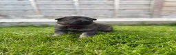 German Shepherd dogs for sale: 🐾 Working line German Shepherd puppies 🐾  - Advert 30