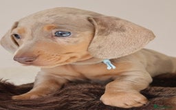 Miniature Dachshund dogs for sale:  🌟5StarsLicense+Holistic+KC+VetChecked+PRA Clear+ - Image 15