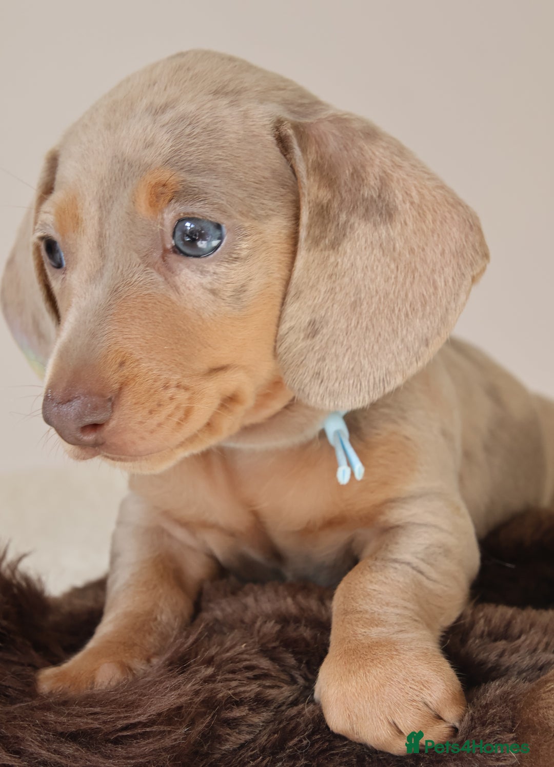 Miniature Dachshund dogs for sale:  🌟5StarsLicense+Holistic+KC+VetChecked+PRA Clear+ - Image 15