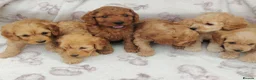 Cockapoo dogs for sale: Miniature cockapoo puppies  - Advert 6
