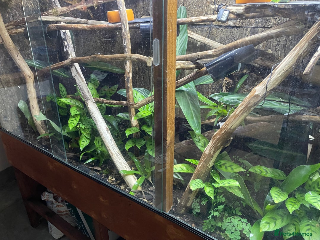 Gecko reptiles for sale: Madagascan giant day geckos with vivarium - Advert 2