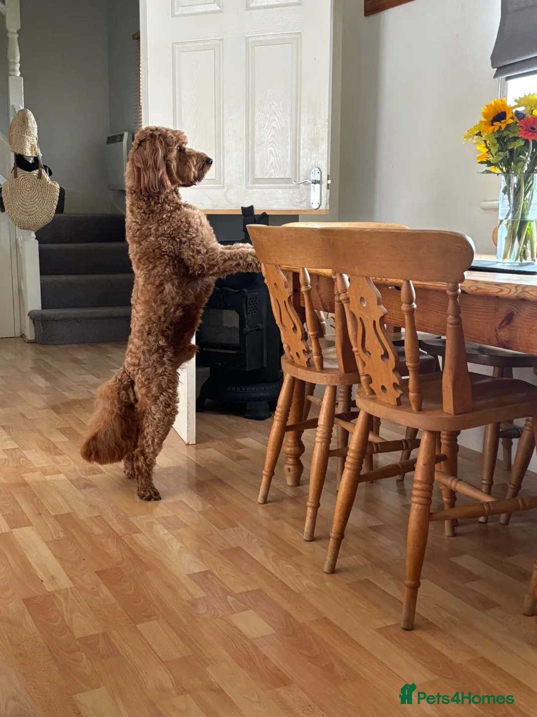 Irish Doodle dogs for stud: Gorgeous Deep Red Mini Irishdoodle for stud only - Advert 2