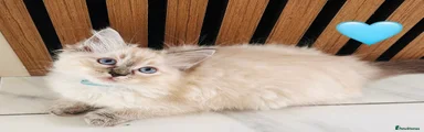 Ragdoll 3