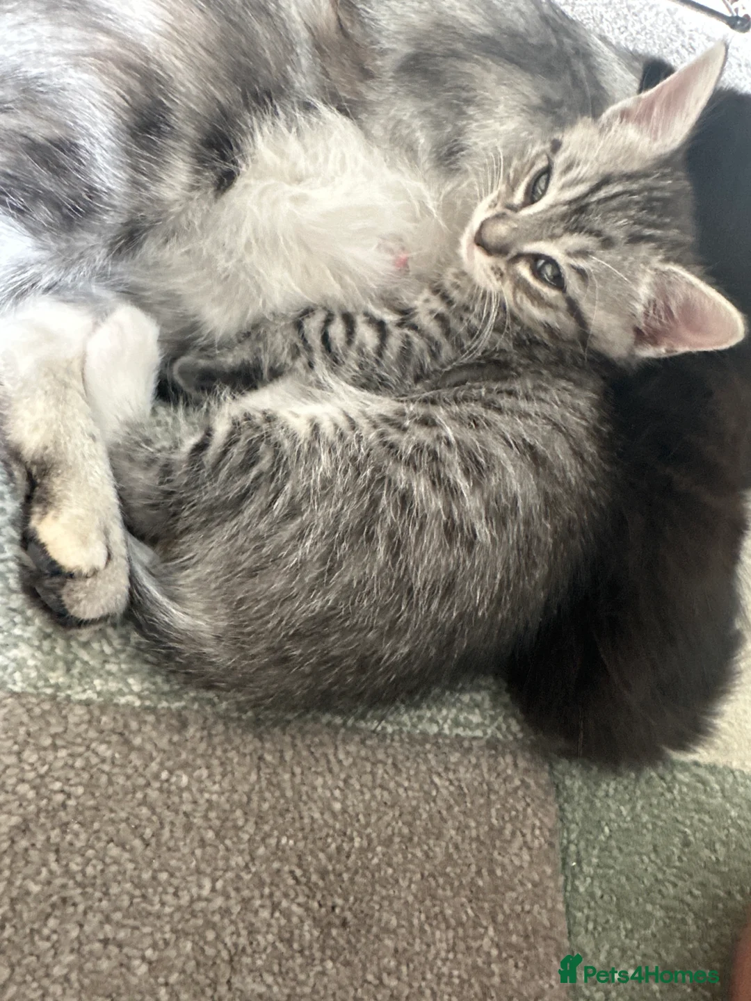 Mixed Breed cats for sale: Female ( Brown) and Male ( Grey) kittens for sale - Advert 2